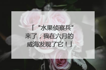 “水果侦察兵”来了，我在六月的威海发现了它！