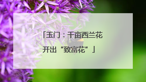 玉门：千亩西兰花开出“致富花”