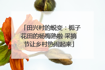 田兴村的蜕变：栀子花田的杨梅熟啦 采摘节让乡村热闹起来