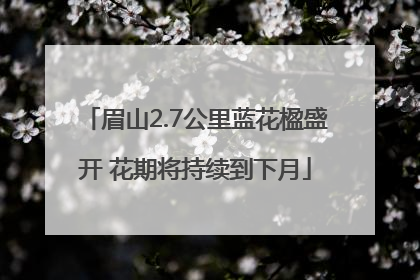 眉山2.7公里蓝花楹盛开 花期将持续到下月