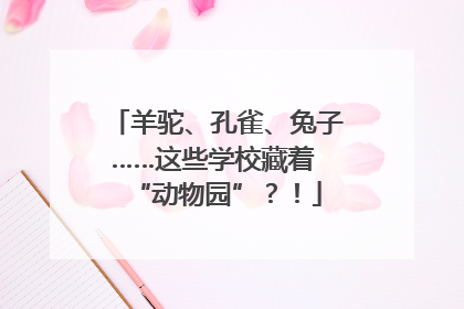 羊驼、孔雀、兔子……这些学校藏着 “动物园”？！