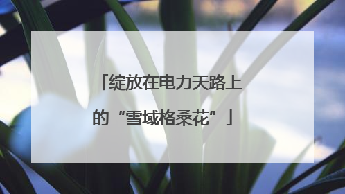 绽放在电力天路上的“雪域格桑花”