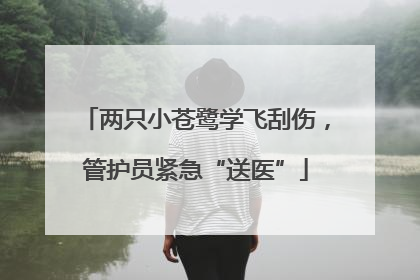 两只小苍鹭学飞刮伤，管护员紧急“送医”