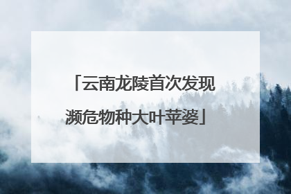 云南龙陵首次发现濒危物种大叶苹婆