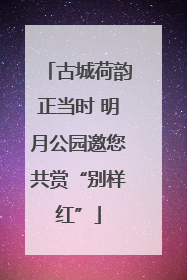 古城荷韵正当时 明月公园邀您共赏“别样红”