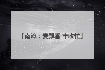 南漳：麦飘香 丰收忙