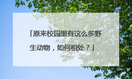 原来校园里有这么多野生动物，如何相处？