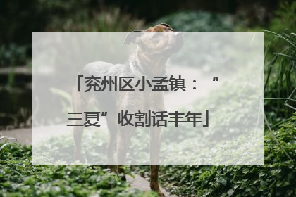 兖州区小孟镇：“三夏”收割话丰年