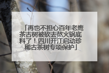 再也不担心百年老鹰茶古树被砍去熬火锅底料了！四川开江启动珍稀古茶树专项保护