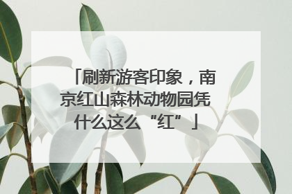 刷新游客印象，南京红山森林动物园凭什么这么“红”