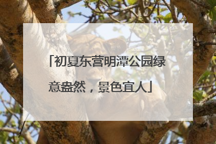 初夏东营明潭公园绿意盎然，景色宜人