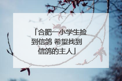 合肥一小学生捡到信鸽 希望找到信鸽的主人