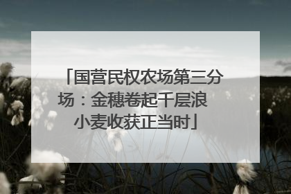 国营民权农场第三分场：金穗卷起千层浪 小麦收获正当时