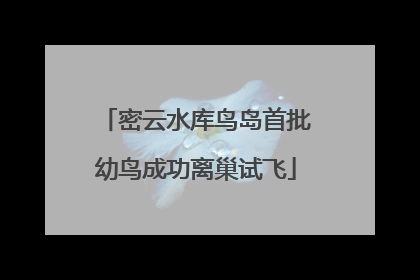 密云水库鸟岛首批幼鸟成功离巢试飞
