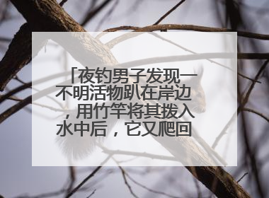夜钓男子发现一不明活物趴在岸边，用竹竿将其拨入水中后，它又爬回岸边……