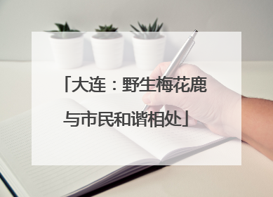大连：野生梅花鹿与市民和谐相处