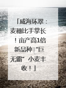 威海环翠：麦穗比手掌长！亩产高1倍 新品种“巨无霸”小麦丰收！