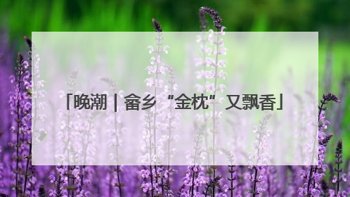 晚潮｜畲乡“金枕”又飘香
