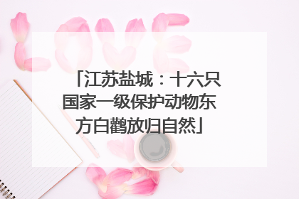 江苏盐城：十六只国家一级保护动物东方白鹳放归自然