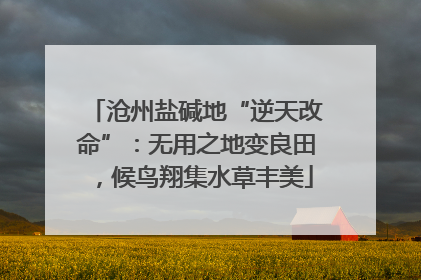 沧州盐碱地“逆天改命”：无用之地变良田，候鸟翔集水草丰美