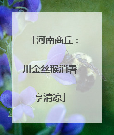 河南商丘：川金丝猴消暑享清凉