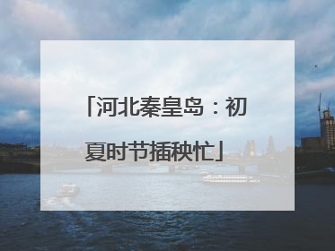 河北秦皇岛：初夏时节插秧忙