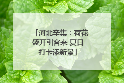 河北辛集：荷花盛开引客来 夏日打卡添新景