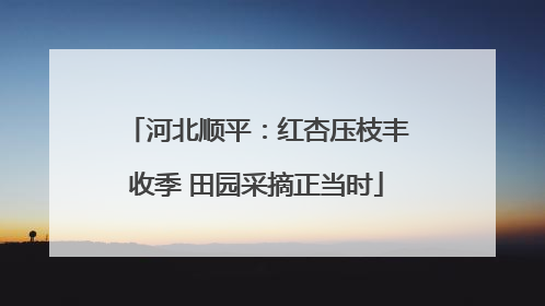 河北顺平：红杏压枝丰收季 田园采摘正当时
