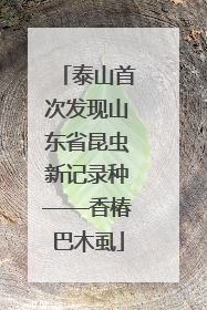 泰山首次发现山东省昆虫新记录种——香椿巴木虱