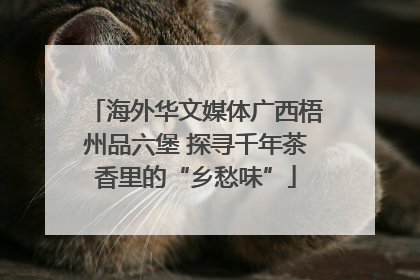 海外华文媒体广西梧州品六堡 探寻千年茶香里的“乡愁味”