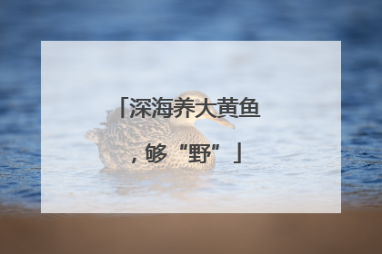 深海养大黄鱼，够“野”