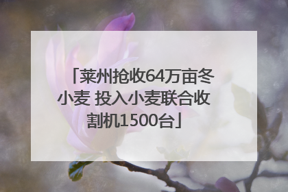 莱州抢收64万亩冬小麦 投入小麦联合收割机1500台