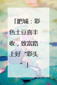 肥城：彩色土豆喜丰收，致富路上好“彩头”
