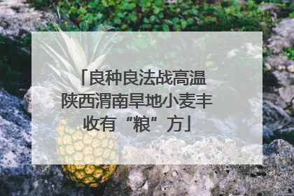 良种良法战高温 陕西渭南旱地小麦丰收有“粮”方