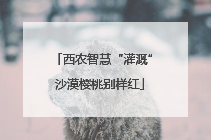 西农智慧“灌溉” 沙漠樱桃别样红