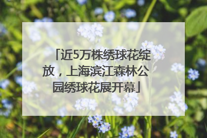 近5万株绣球花绽放，上海滨江森林公园绣球花展开幕