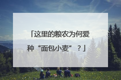 这里的粮农为何爱种“面包小麦”？