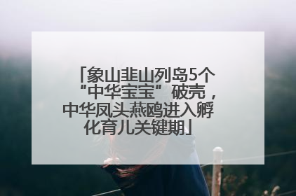 象山韭山列岛5个“中华宝宝”破壳，中华凤头燕鸥进入孵化育儿关键期