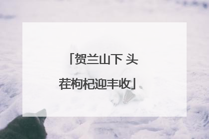 贺兰山下 头茬枸杞迎丰收