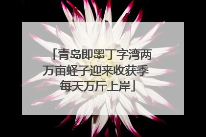 青岛即墨丁字湾两万亩蛏子迎来收获季 每天万斤上岸