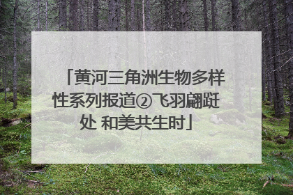 黄河三角洲生物多样性系列报道②飞羽翩跹处 和美共生时