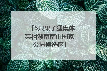 5只果子狸集体亮相湖南南山国家公园候选区