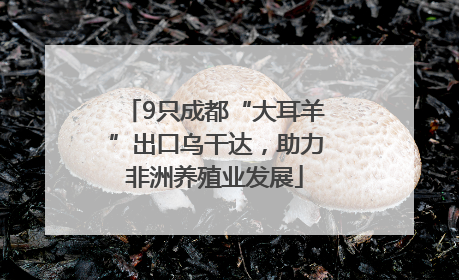9只成都“大耳羊”出口乌干达，助力非洲养殖业发展